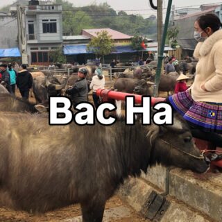 ベトナム北部周遊行ってみよー！17

バックハーの水牛マーケット！

今回の周遊で必ず行ってみたかった場所の一つ。
バックハーの日曜市場は有名で、サパからのツアーもあり、私も2回ほど行ったことがあったのだけれども、水牛市場は初体験。

いやぁ、水牛市場は迫力ありです。
水牛はベトナムの田舎によくいるのですが、こんなにたくさんの水牛を一度に見たのは初めて。
なんだか、謎のエネルギーを感じるわぁ。

ユーチューバーさんが何人も来てたけど、観光客そのものはほとんどいません。

2026年3月現在は土曜日に開催。曜日は変更になる可能性があるので、バックハーで宿泊する宿の人に最新情報を聞くのが良いと思います。

#イージーステイハノイ
#ベトナム北部周遊行ってみよー 
#バックハー
#水牛
#ローカル市場