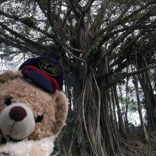 ベトナム北部周遊行ってみよー！11

ラオカイって、国境以外の観光スポットないよなぁ…

と、思いながらも、一応観光スポットと思われる場所へ。

Đền Thượng Lào Cai

樹齢300年のガジュマルの木があるお寺。
チャン・フンダオを祀っているんだって。

行ってみると、けっこう観光客はいましたよ。まぁ、みんなベトナム人だけど。

そして、木は確かに素晴らしかった。国境を見るためにラオカイへ行くなら、ついでに訪問する価値はあると思いますよ。国境から近いし。

#イージーステイハノイ
#ベトナム北部周遊行ってみよー 
#ラオカイ
#ベトナム穴場スポット