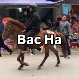 ベトナム北部周遊行ってみよー！23

たまたまだと思うんだけど、競馬が開催されていたみたいです。競馬そのものは見ていないのですが、競技場から馬が出てきて、街中でたくさんの馬と騎手さんたちを見かけました。

バックハーの名物料理というと、タンコーと呼ばれる馬鍋。しかし、食べるだけじゃなくて、馬と共存して生きてきたんだねーというのを感じます。

仲間でありながら、最終的には命をいただく…。

・・・・・

ベトナム北部周遊旅行にら行ってきました。【ハノイ→バックハー→サパ→ハザン→カオバン→ハノイ】ただいま、Instagramを更新中。ベトナムのマニアックな情報を知りたい方はフォローしてくださいね。

・・・・・

#イージーステイハノイ
#ベトナム北部周遊行ってみよー 
#バックハー
#バックハー観光
#サパ観光